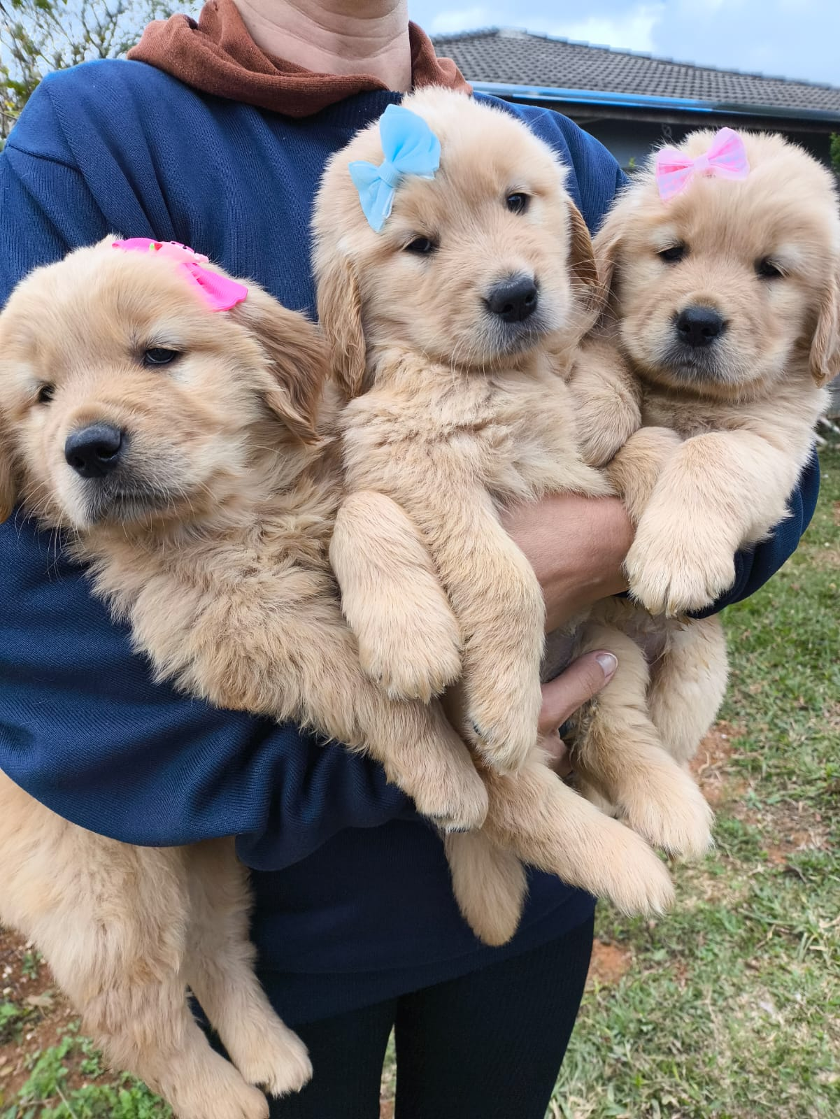 Trio de filhotes Golden